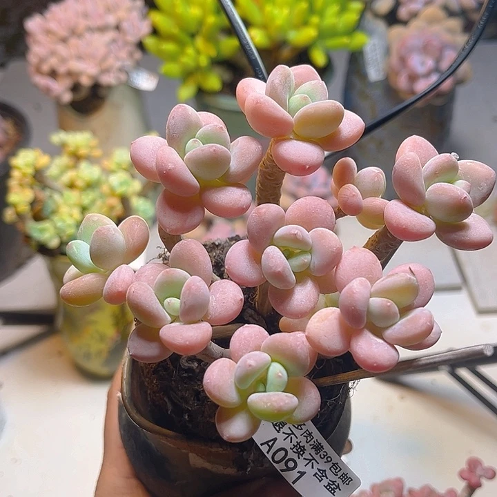 香水洛神091/10cm多肉