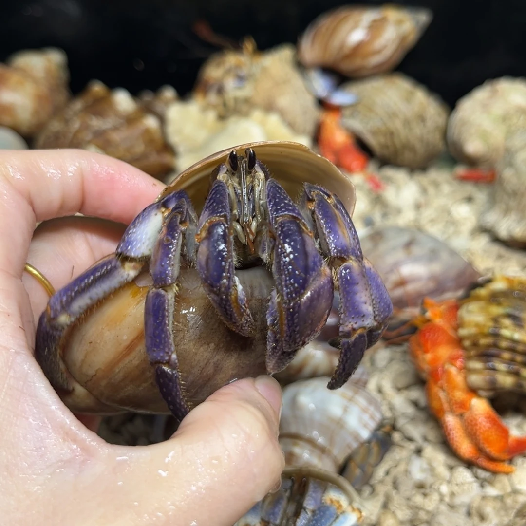 fairy专拍差价链接