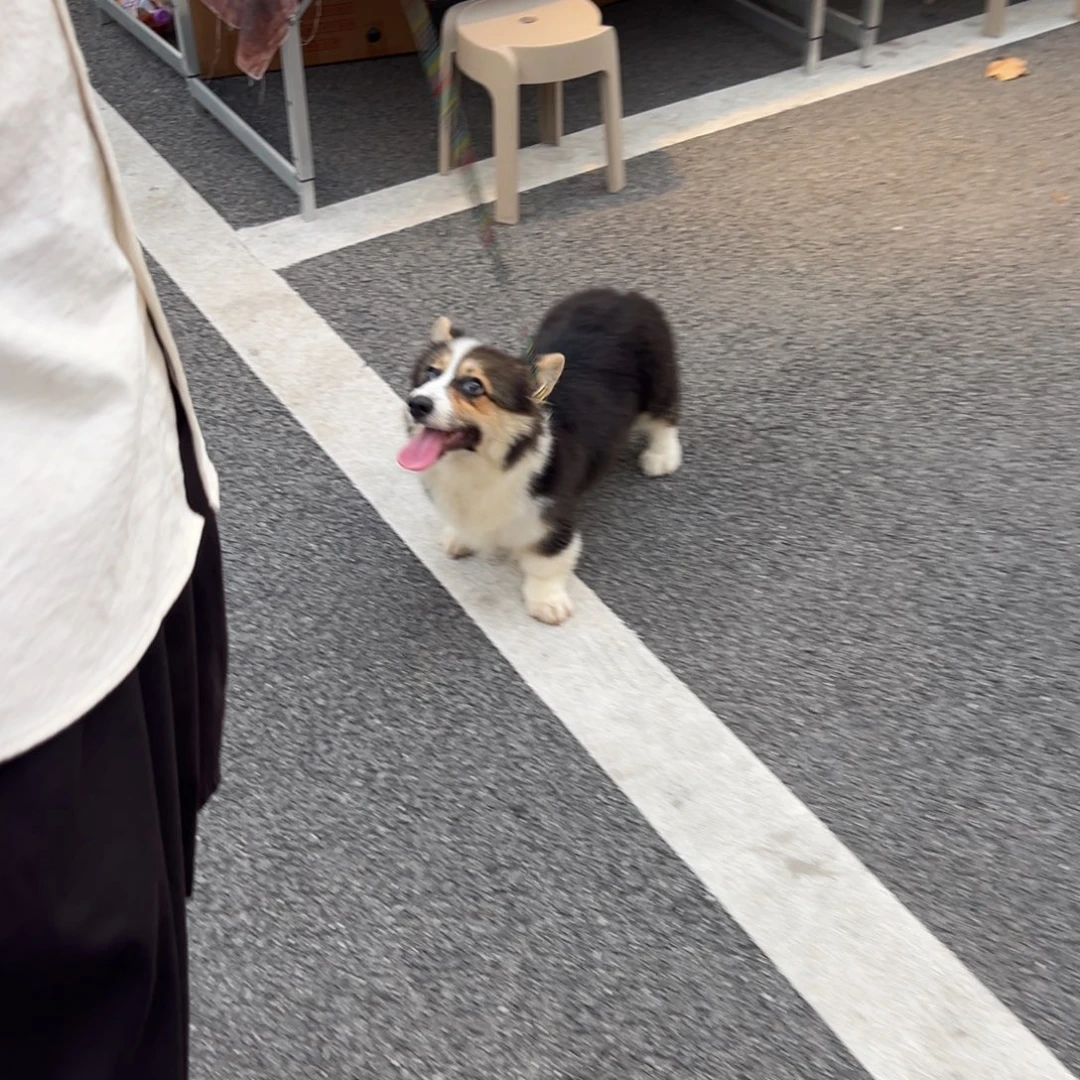摆件哈哈哈哈哈哈哈哈哈哈哈哈哈