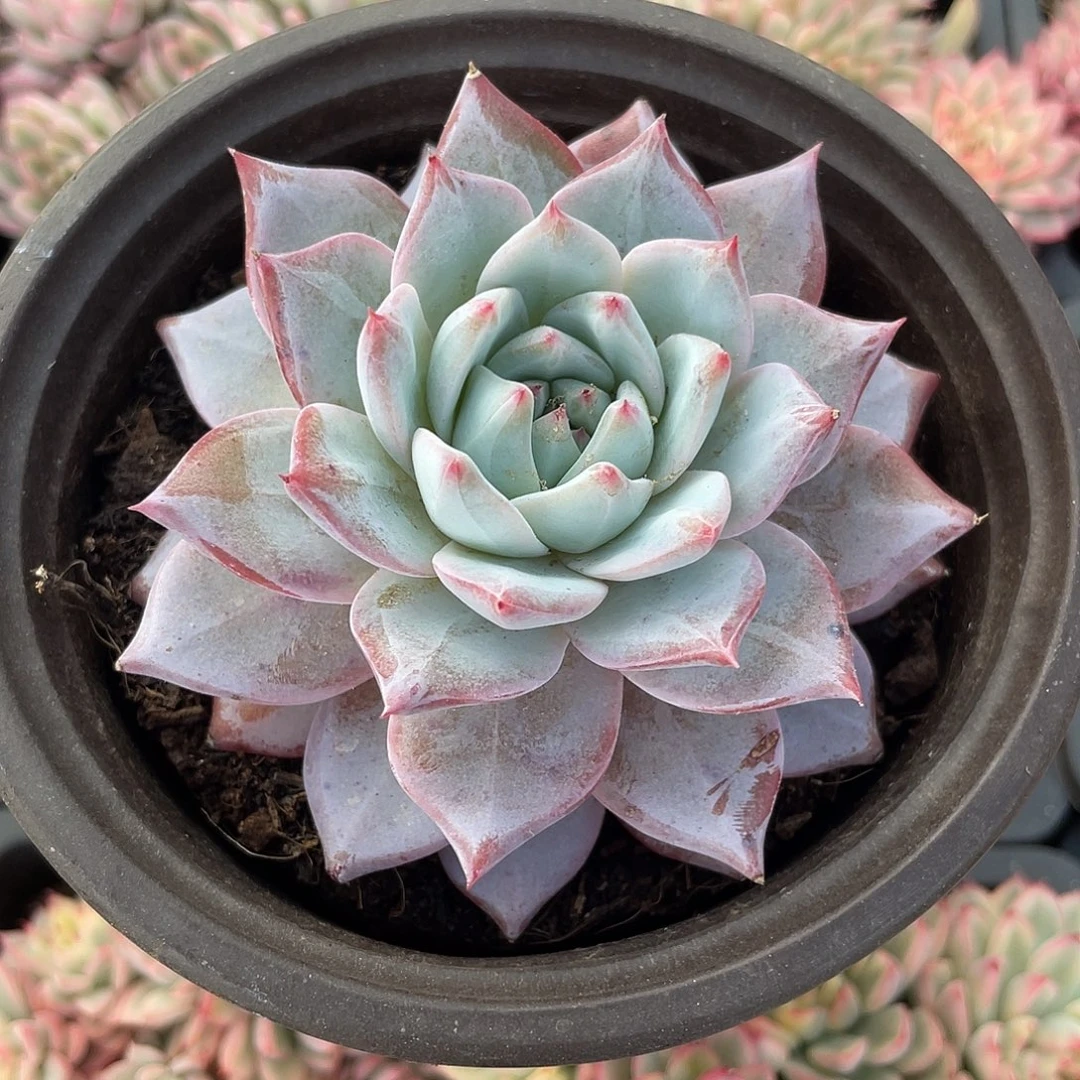 粉蓝鸟单头一颗脱土