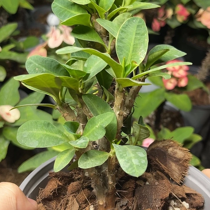 虎刺梅大花群生93号