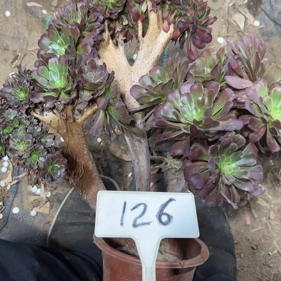 多肉植物铜壶一体化126