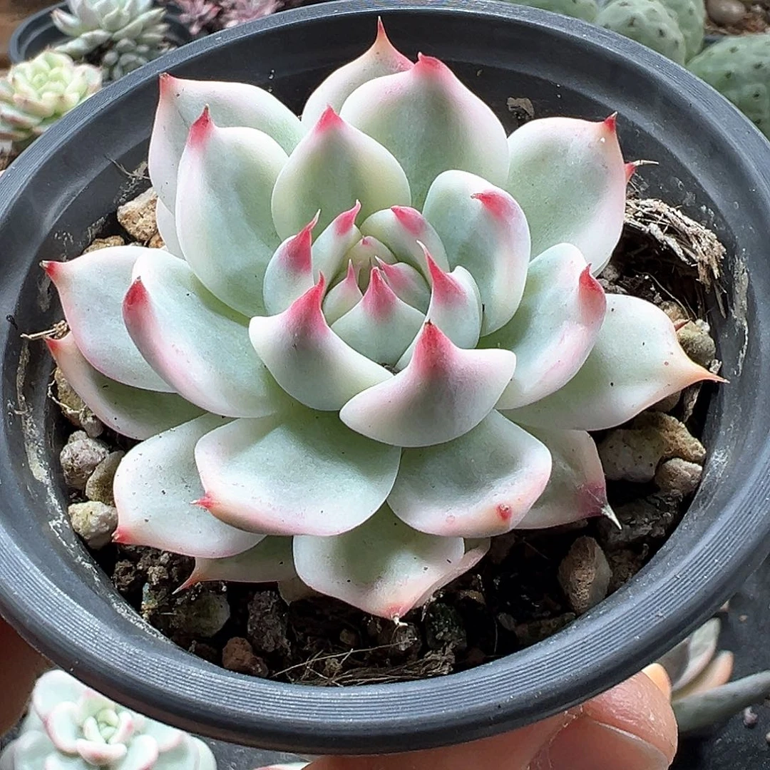 吉娃娃锦 小方花圃一物一拍