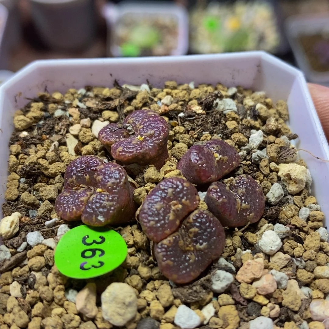 鱼子酱泡泡勋章群多肉363
