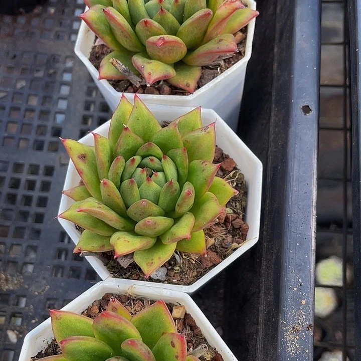 林肯2.8带盆土发货
