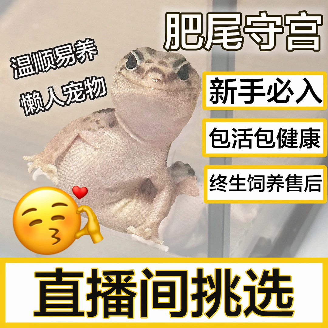 【肥尾守宫】直播间挑选，圆头圆脑小可爱！！