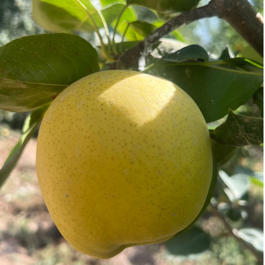 雪梨新疆果园现场直发新鲜水果皮薄味美多汁深受国内外客户喜爱