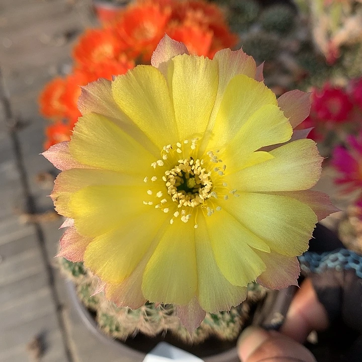 96 落地自根丽花8厘米盆 球体微瑕 19包邮