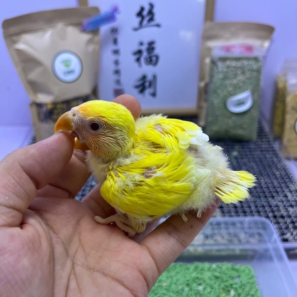 牡丹鹦鹉-精品黄金面公F60934