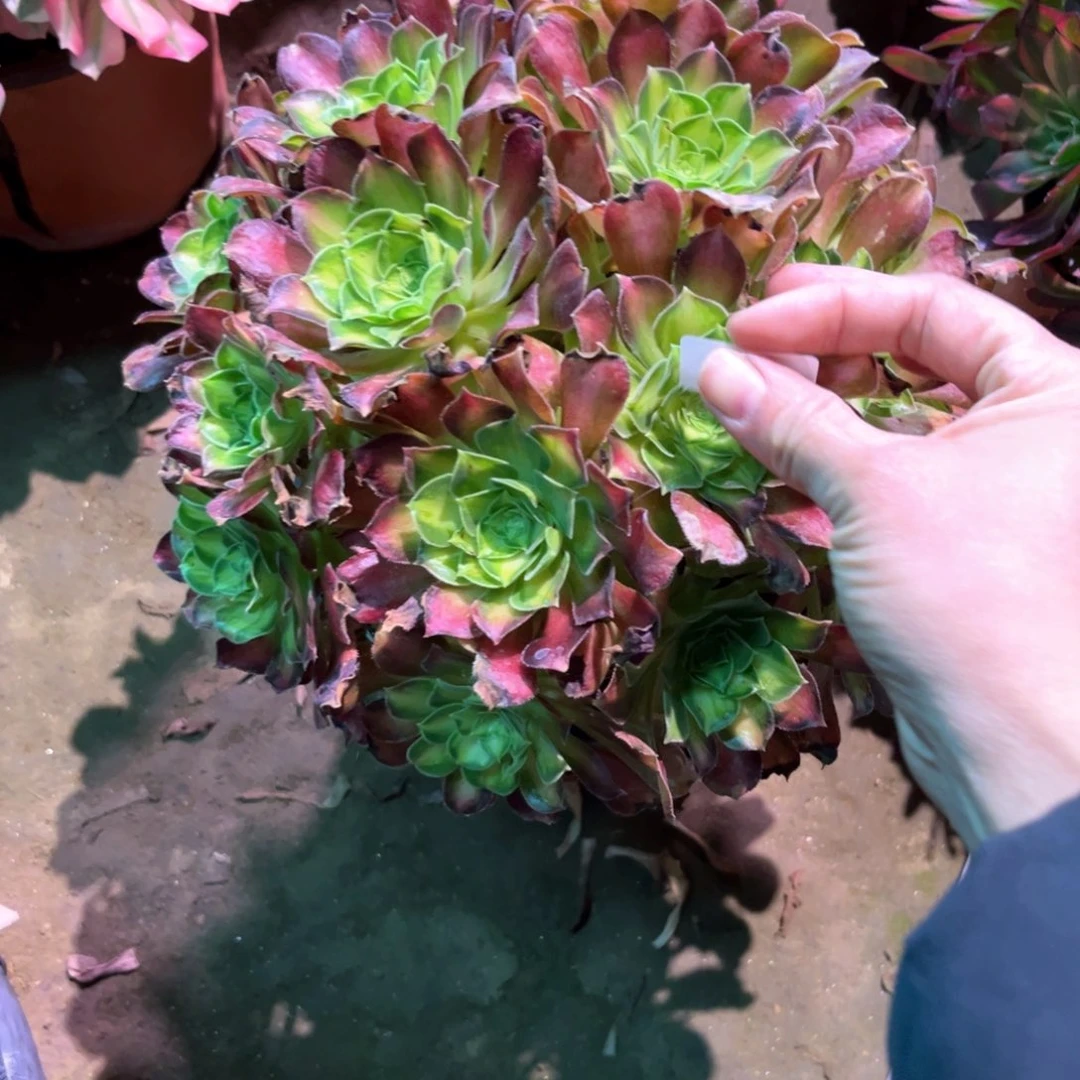 铁****?多肉植物韶华577