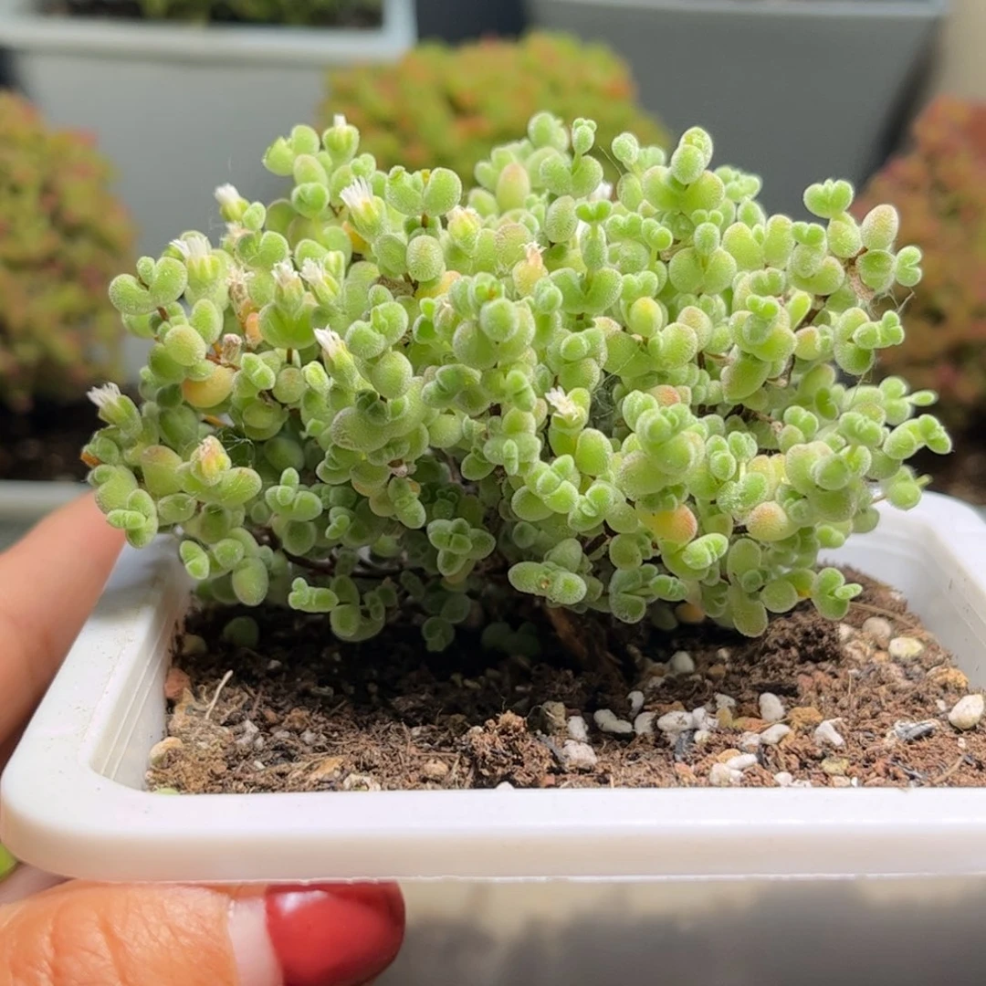 31实生莱斯杂冰晶优选