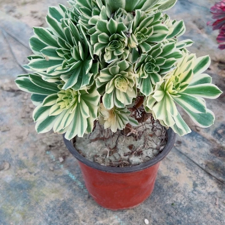 121碧玉多肉植物的