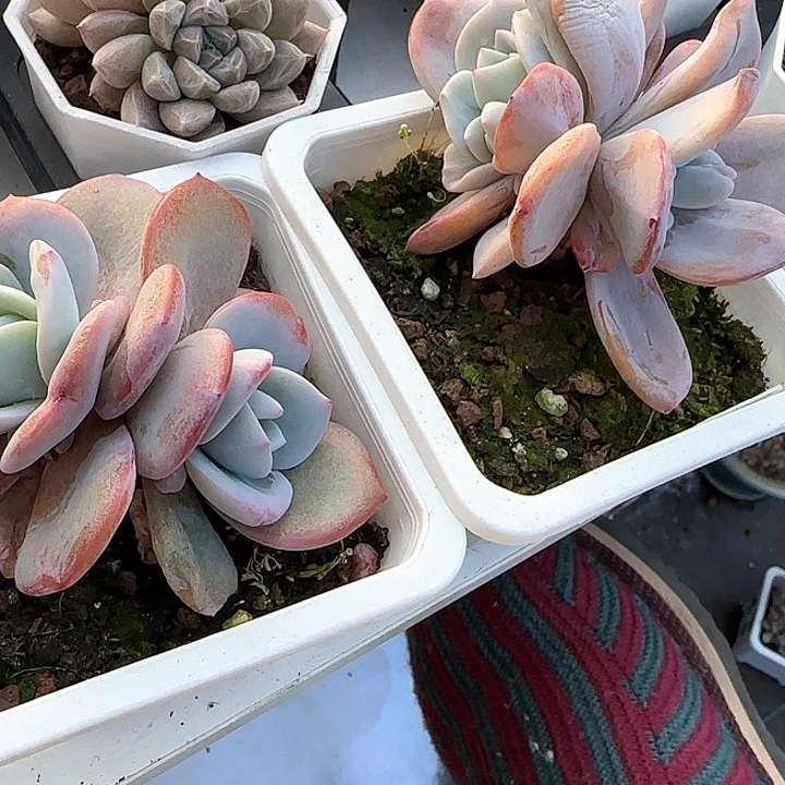 心****师青蛙王子儿童洗发111