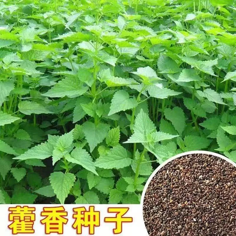 【霍香种子】家庭小院阳台花园盆栽地栽四季种植易栽易活