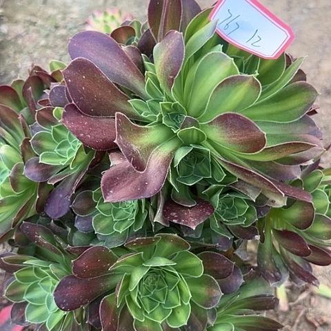 多肉植物韶华中班767