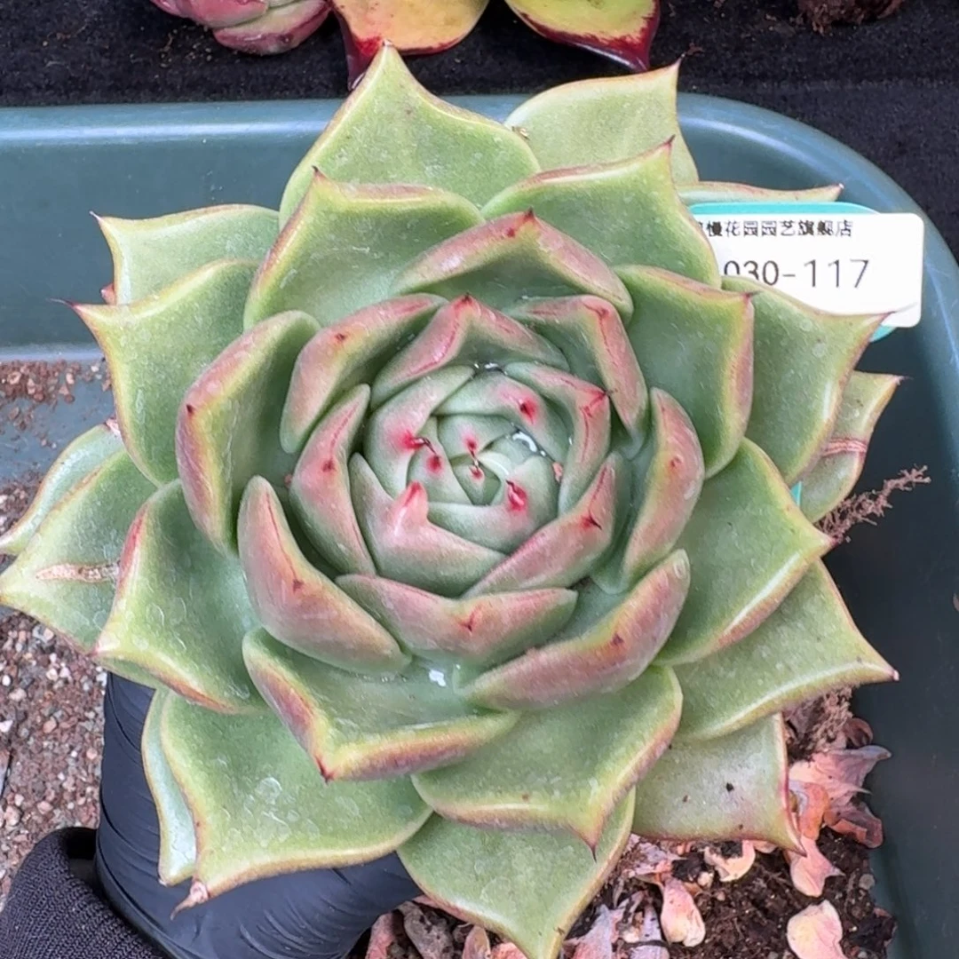 从前慢多肉精选编号1030.117