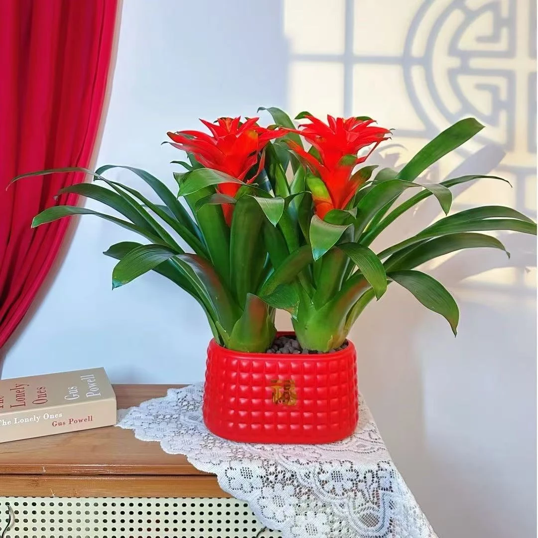 鸿运当头盆栽带花客厅办公室绿植红盆年宵开业乔迁送喜庆花卉