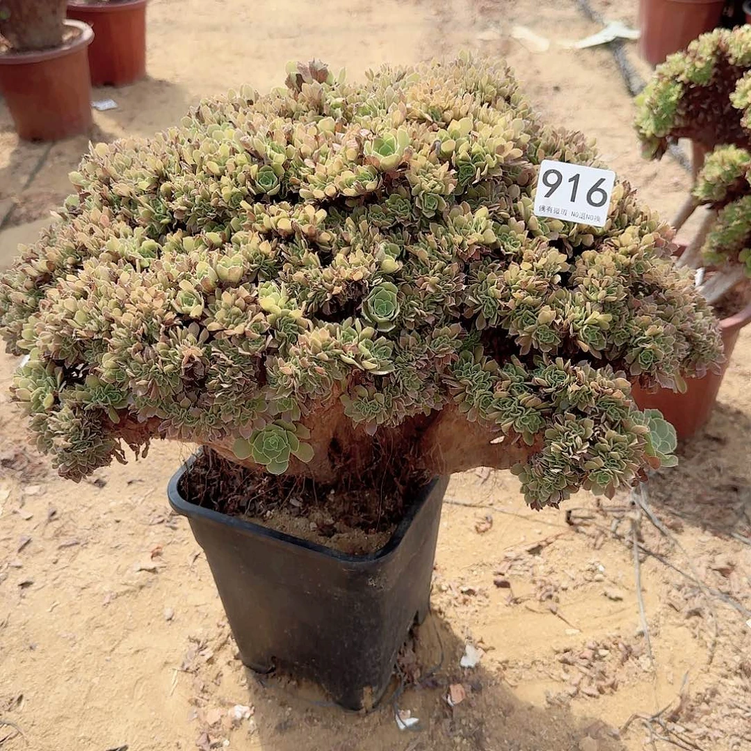 916meigui朵朵一颗呀呀