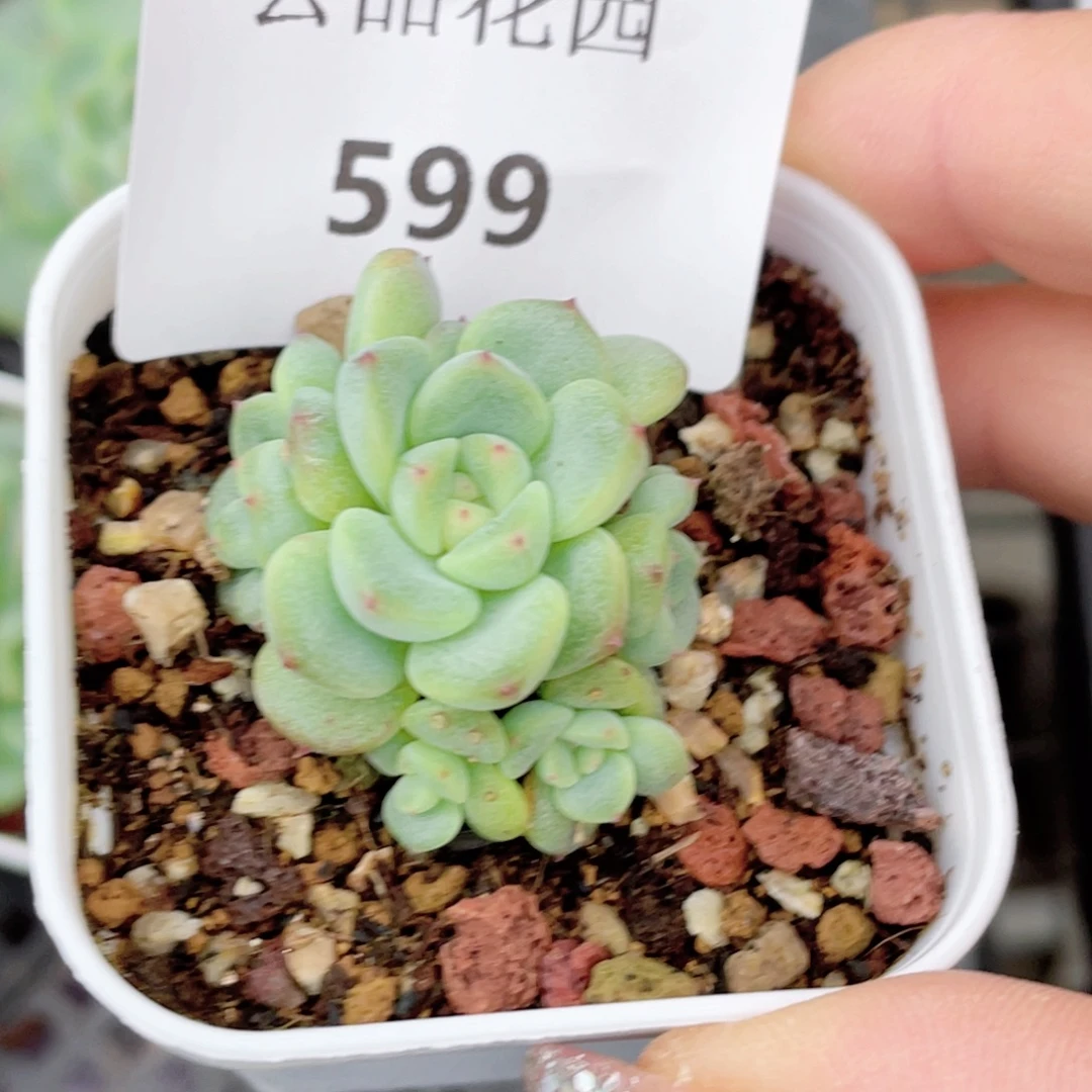 非***品599号糖心冰心珍妮