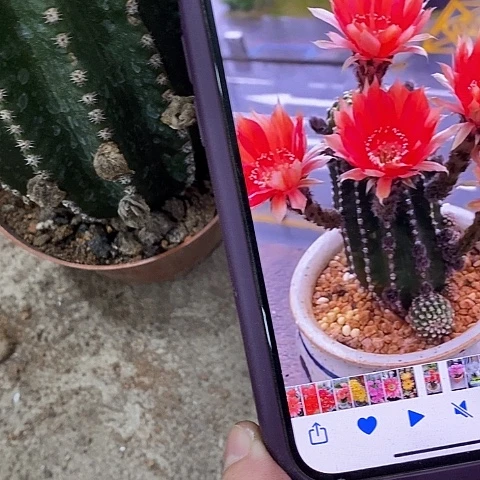 红金刚仙人球，257900