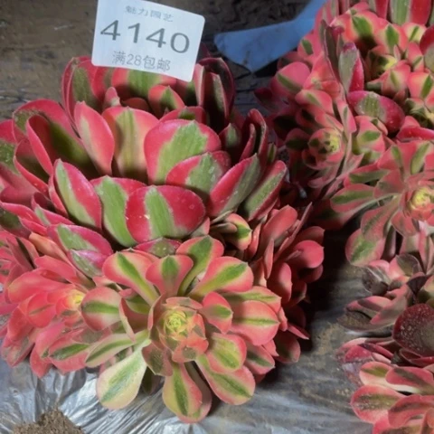 香妃多肉多肉4140