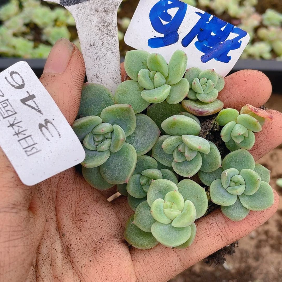 量拍多肉植物多肉植物346