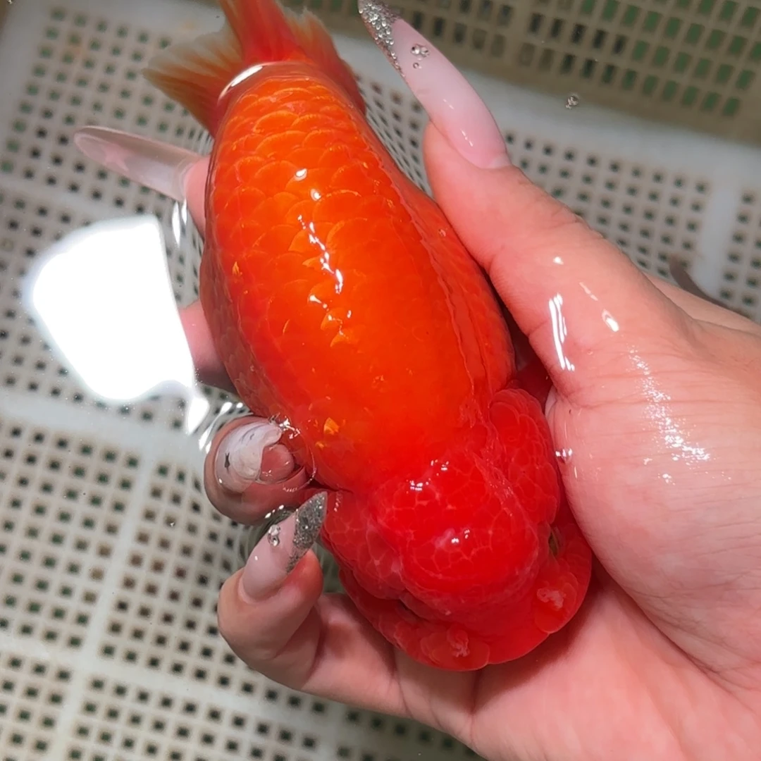 喂***生金鱼拍包装包邮，不拍包装运费到付