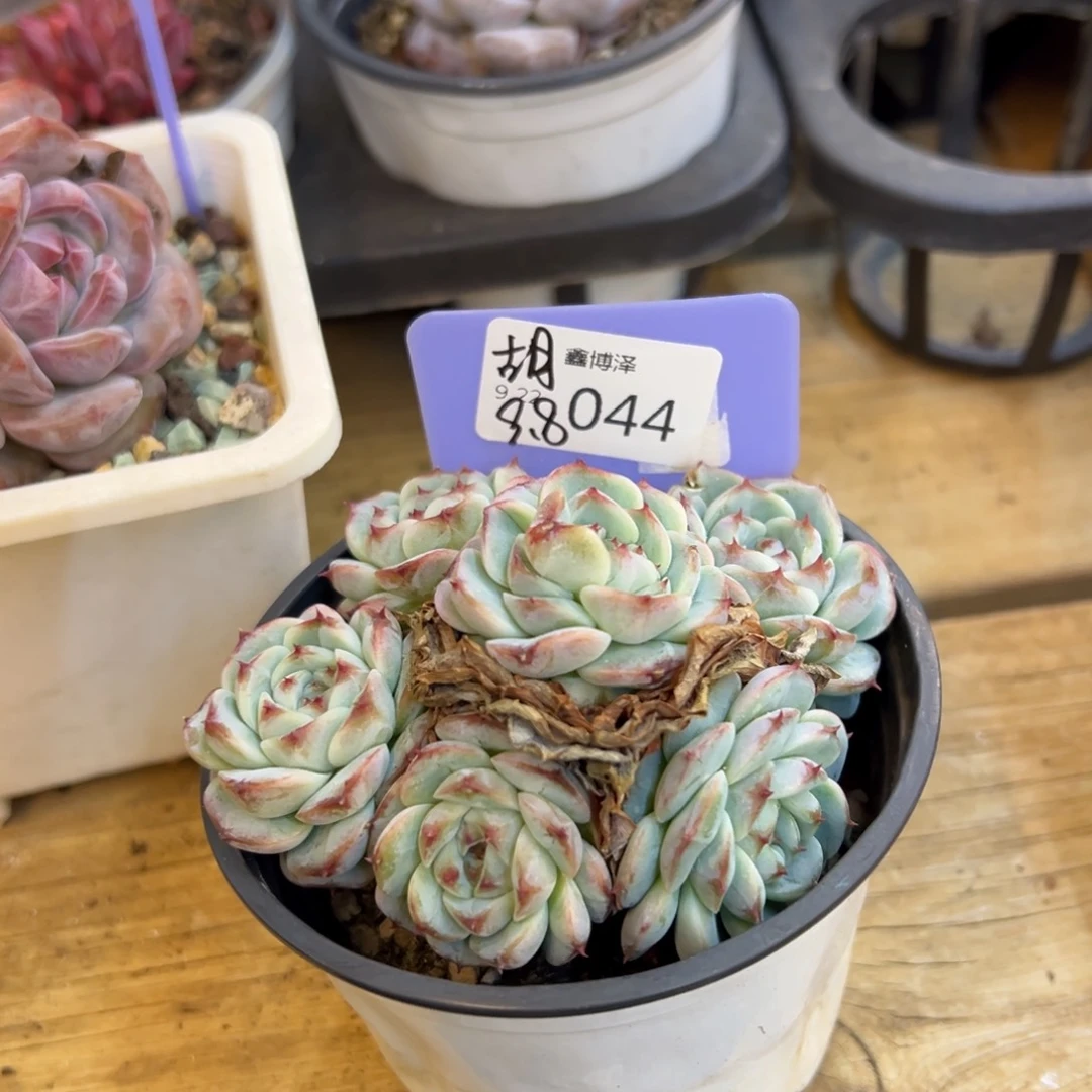 胡*定向9.22-044
