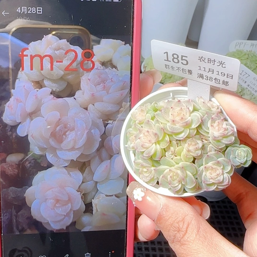 1119-185fm-28麦杆