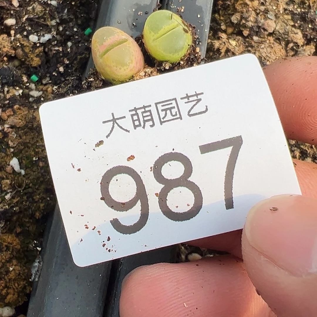 0000987量拍F1风铃2颗MSG1622温莎城堡