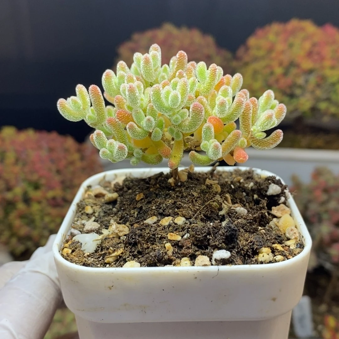 无花朵25号优选冰晶枝干