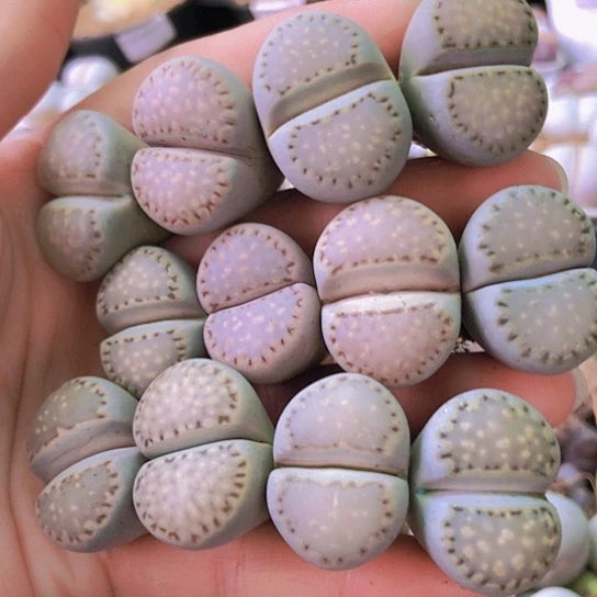 无花朵0672，2.3-2.7厘米个别微徒微瑕大饼干