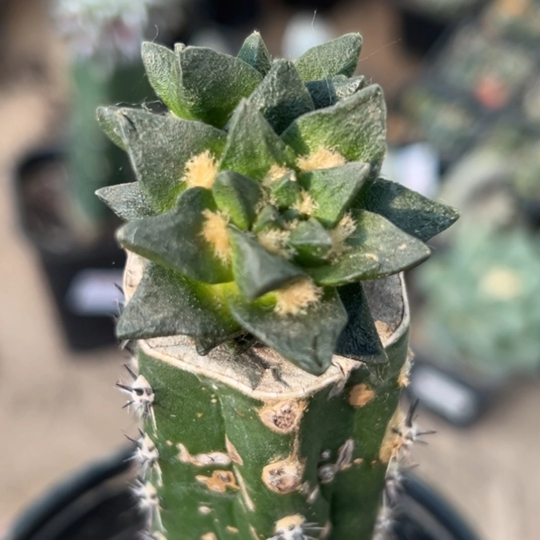 无花朵双头短尤龙角牡丹867