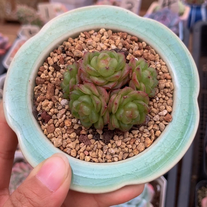 精控灯泡珍妮多肉