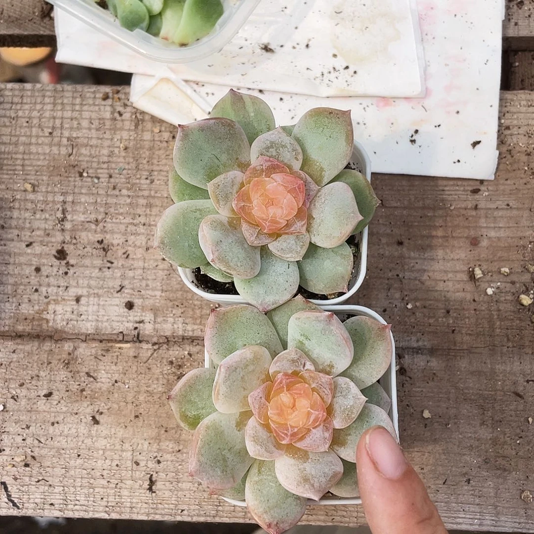 未知粉状态中苗盆一个满25包邮