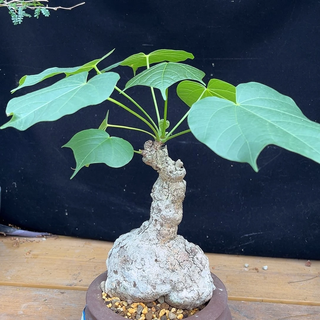 龟甲火桐 开播福利 10公分