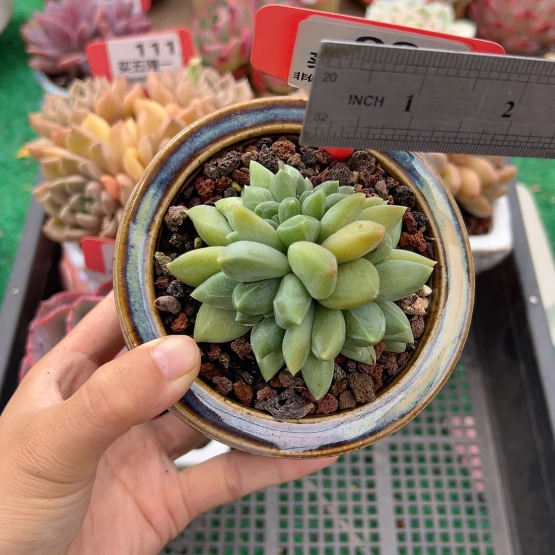 表妹精品多肉植物98