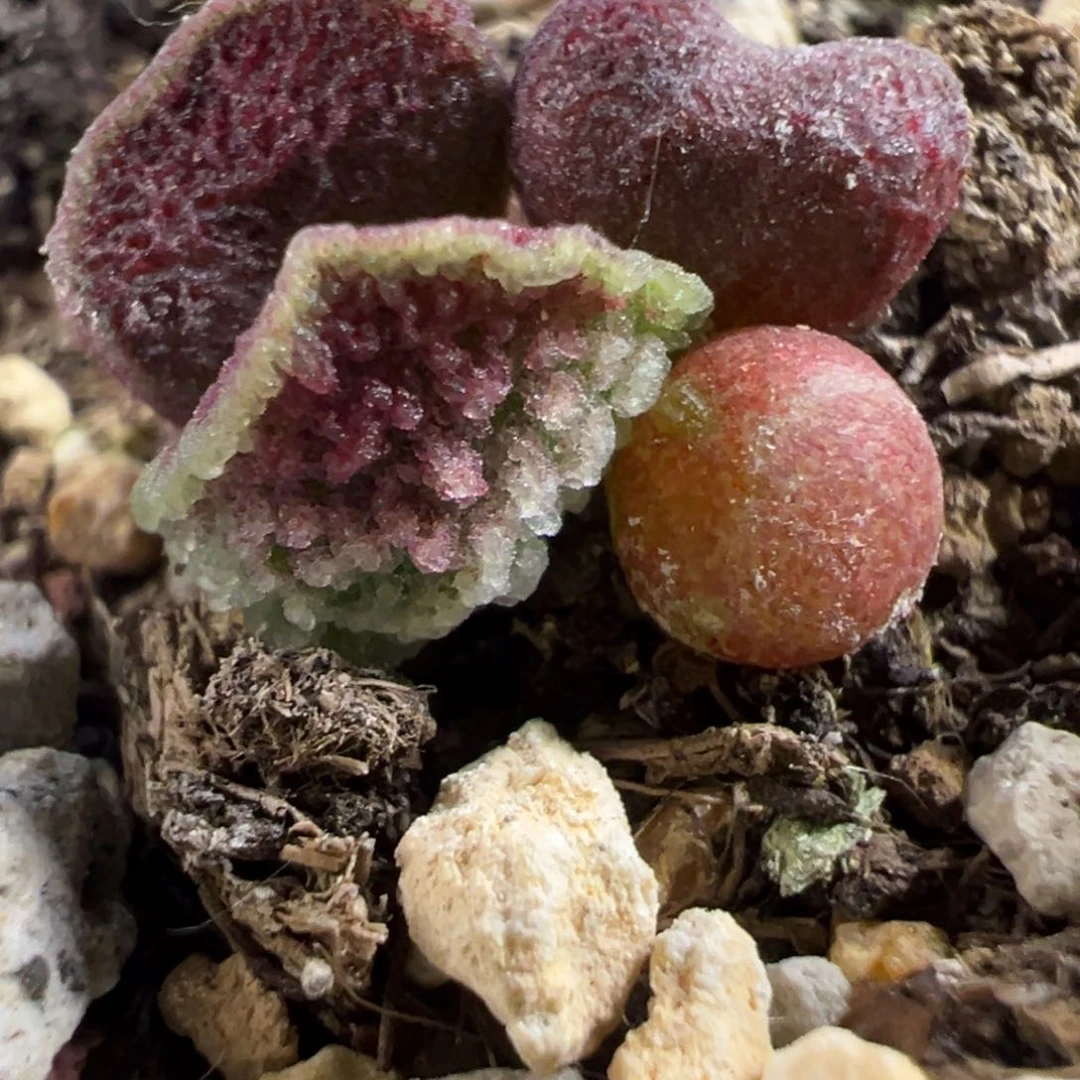 实生新品多肉植物水泡多肉植物