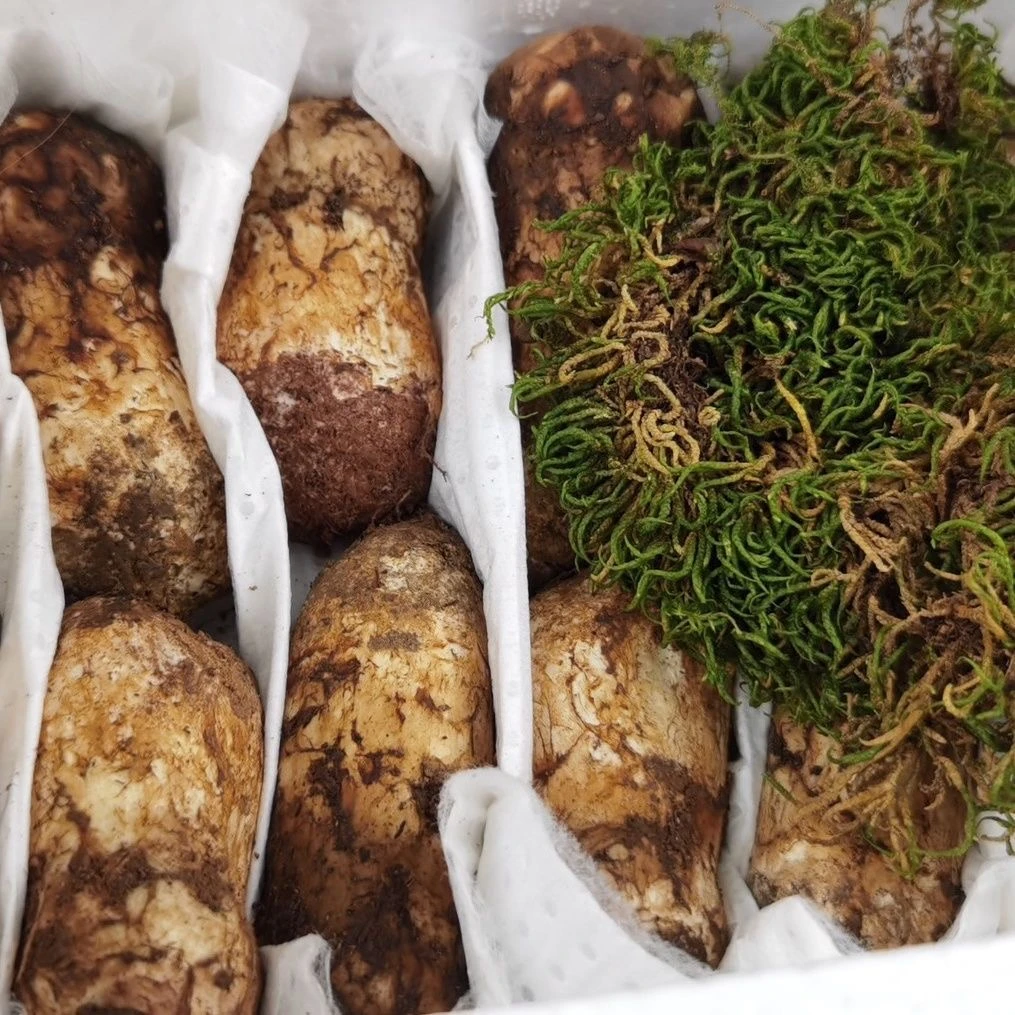 【顺丰包邮】甘孜藏区雅江新鲜松茸菌菇煲汤可生吃产地直发