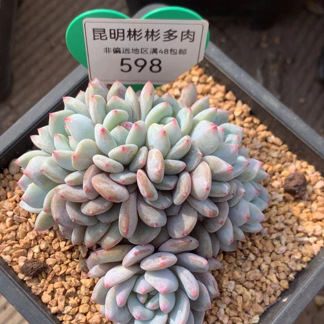 星星橙朵朵缀9公分598