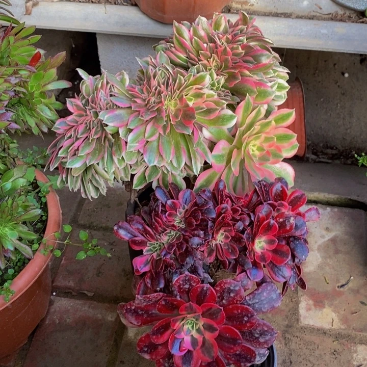 森*粉女巫多肉1颗➕美杜莎缀化1颗