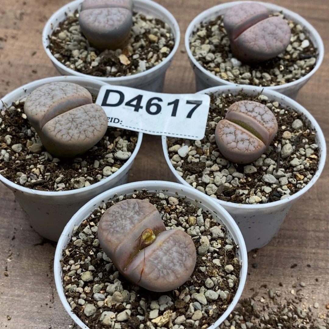 4617直播间一物一拍
