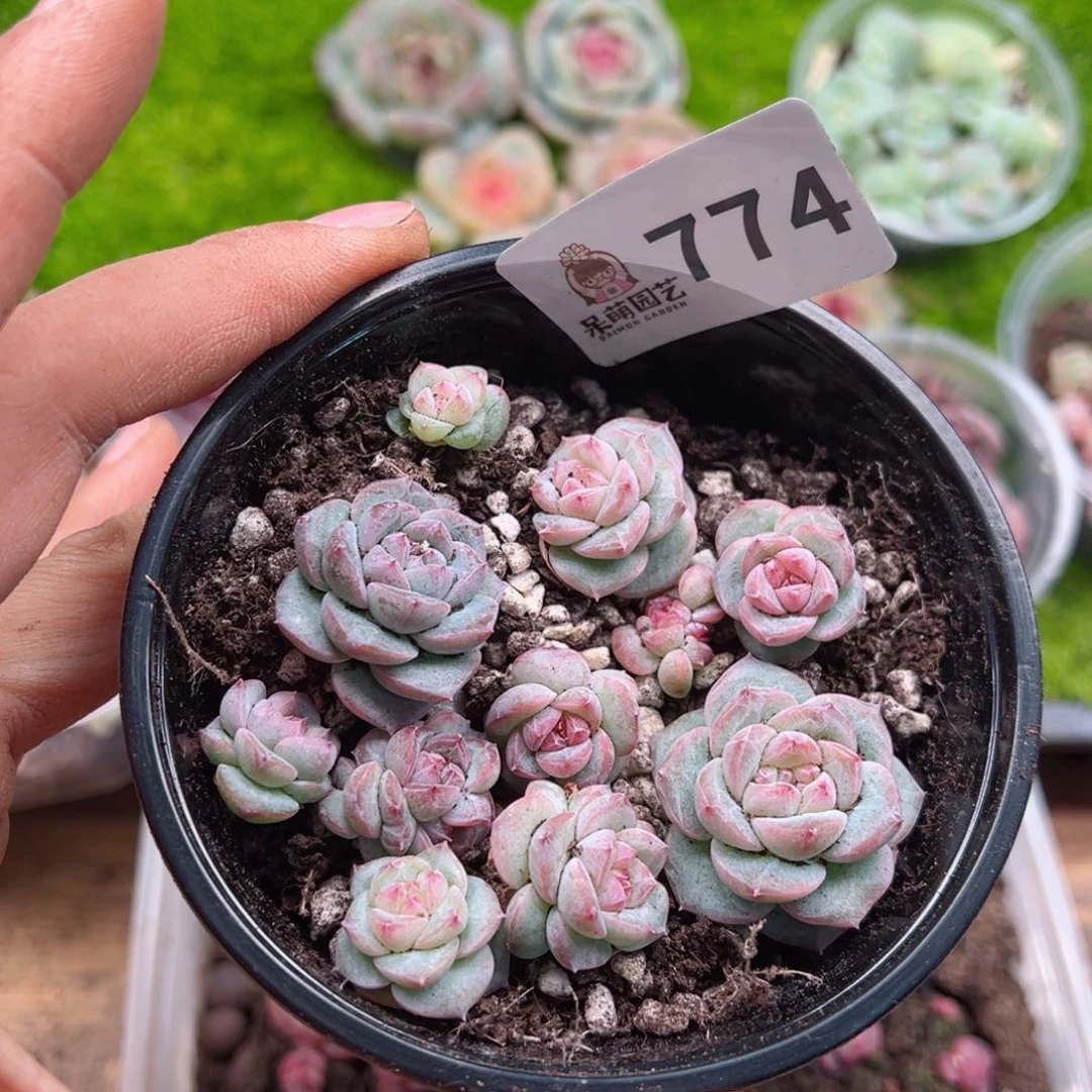 多肉植物多肉植物