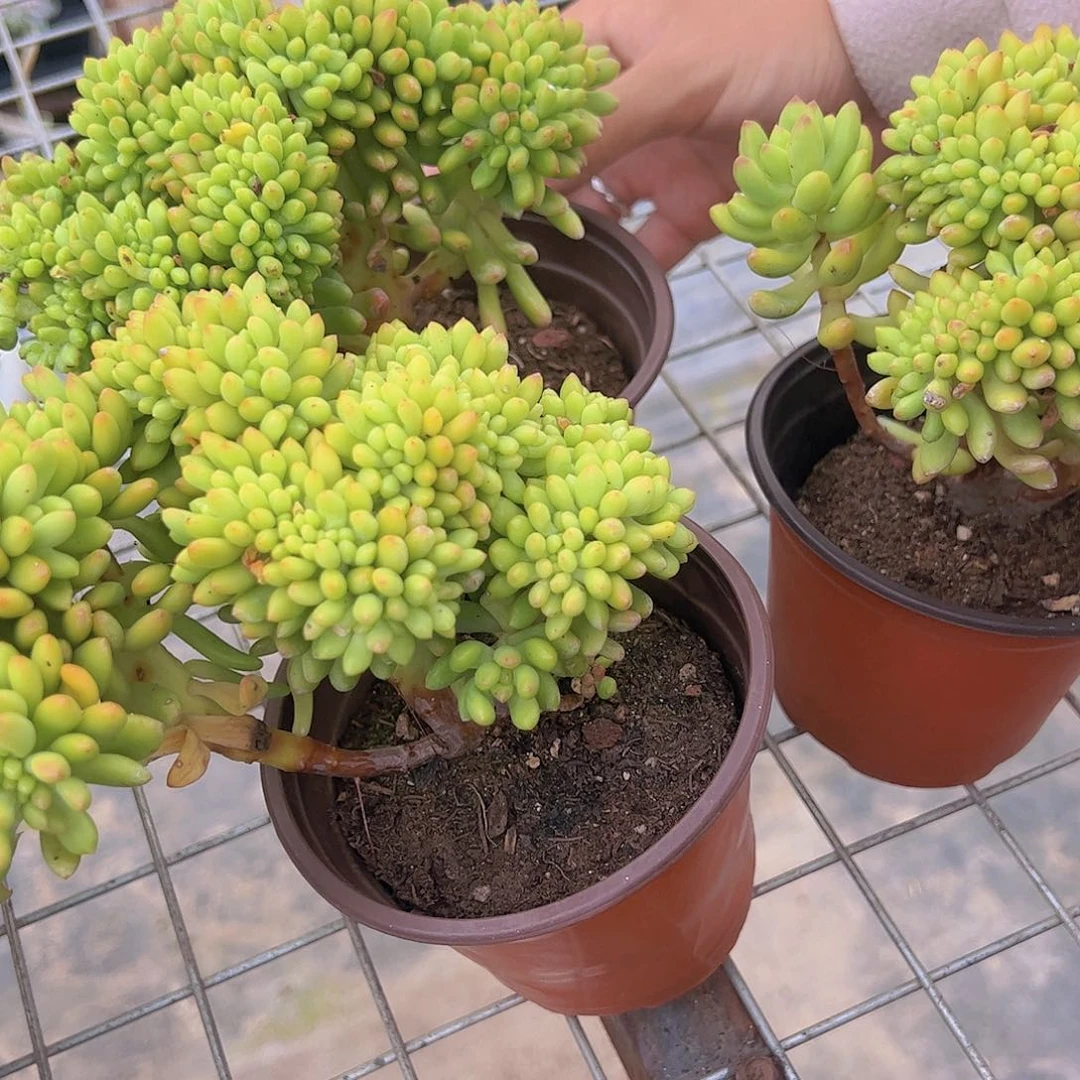 2盆春萌缀  多肉植物