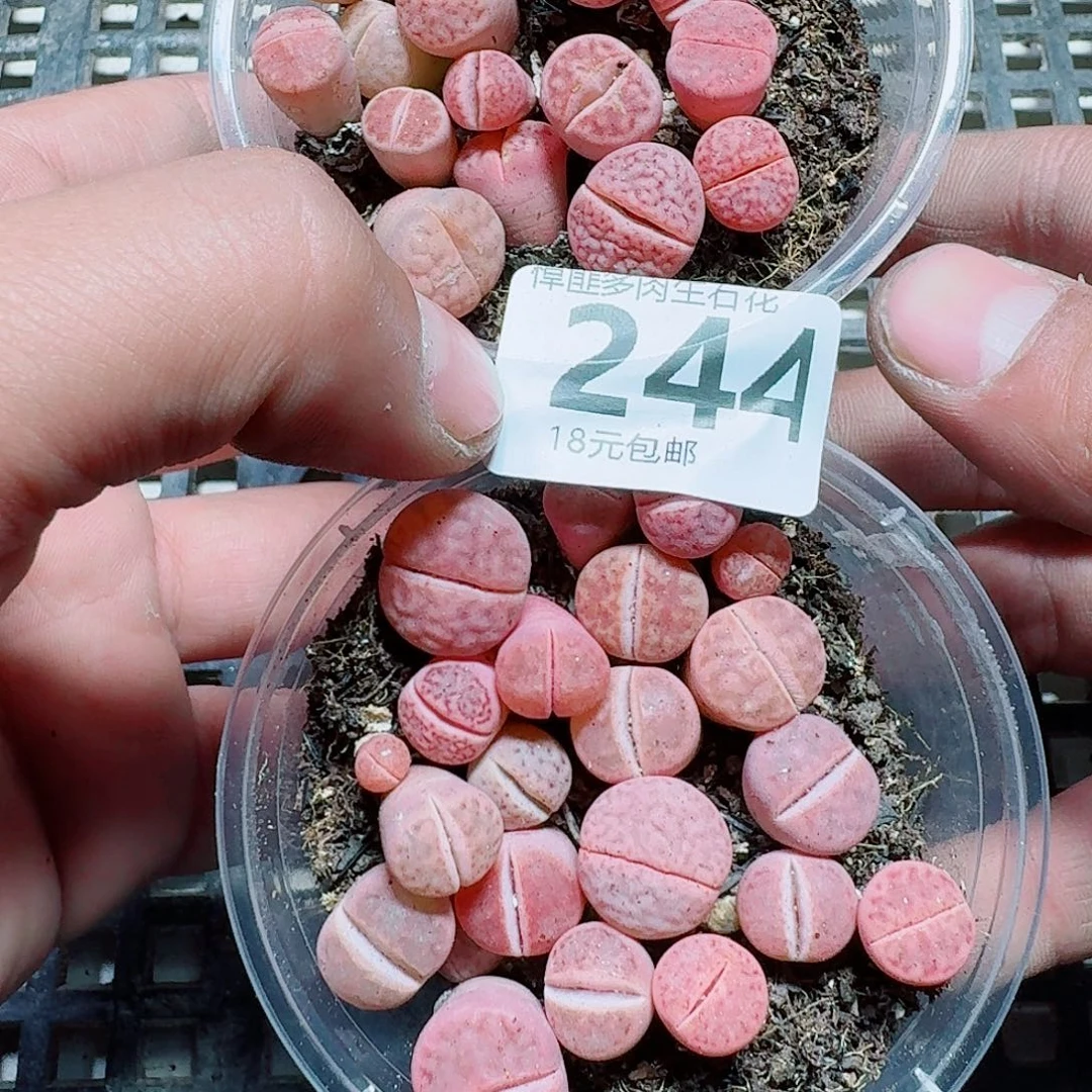 静***音244 多肉植物多肉植物