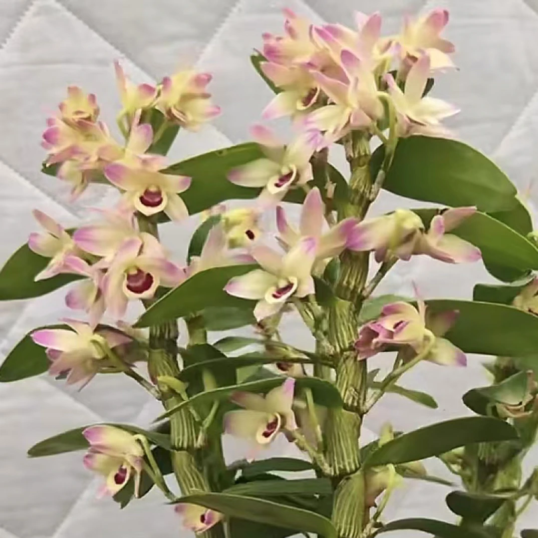 【七彩云霞 】春石斛兰 （一物一拍）花期长 开花美 客厅阳台好养活