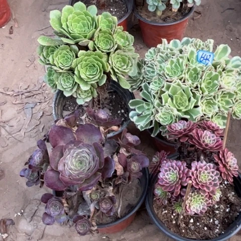 643多肉植物组合，