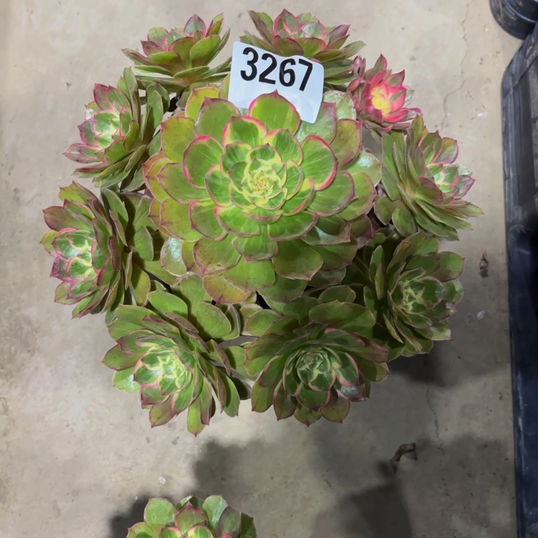 无花朵3267莲花座111111