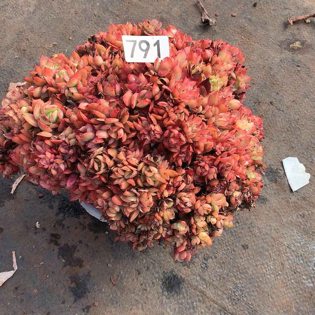 791 一物一拍多肉