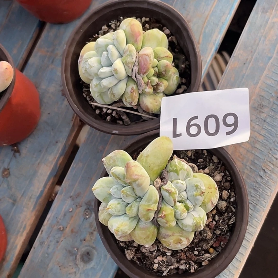 【闪购商品】妖*红拇指